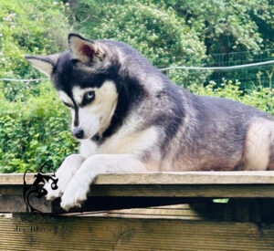 cherokee (1)