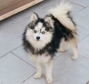 halyn